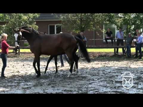 Stutfohlen von Casall - Cassini I - Barinello