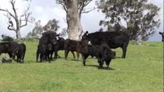 CAAB - Certified Australian Angus Beef