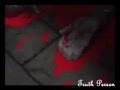 Kuroshitsuji-Ciel &nd Sebastian-Bring me to Life ...
