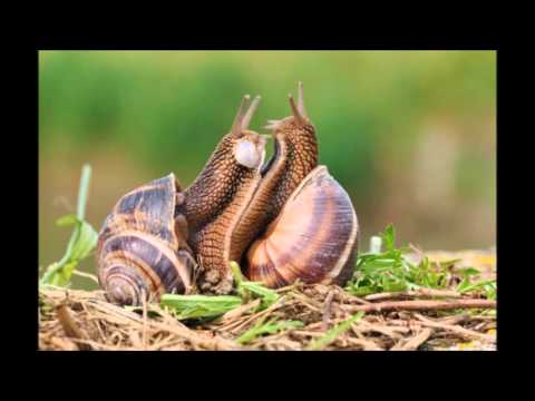 Blech 1 Warp Records sd1