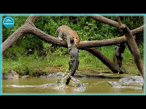 THE LEOPARD: Nature’s Silent Assassin Strikes Without Warning! | Animal Documentary