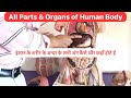 Full Video- Human body Parts- Liver, Kidney Heart, Lungs, Small Intestine, Large Intestine, Stomach