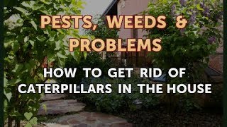How to Get Rid of Caterpillars in the House