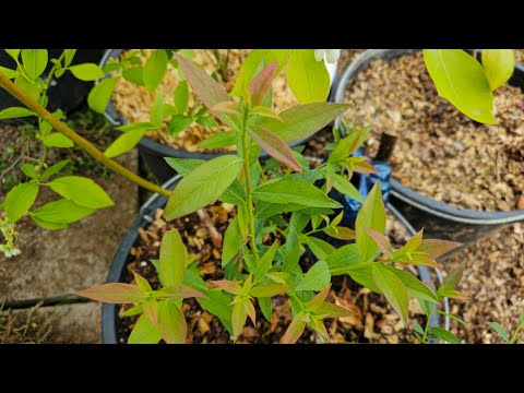 Kanadské borůvky - mrazuvzdornost květů, červenání listů, jarní péče, nové borůvkoviště