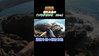 超簡単！釣った魚（ソウダガツオ　32㎝）を鮮度を保つ方法で保存してみた。#shorts #釣り #ショアジギング