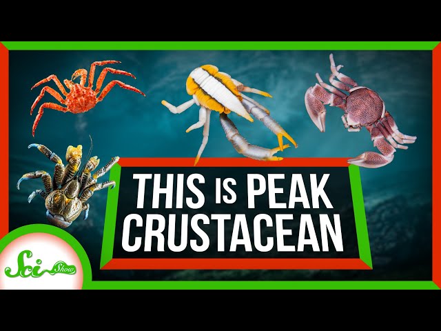 Pronunție video a Crustacea în Engleză