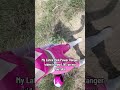 Latex Pink Power Ranger