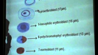 Dr.Dalia - Academic Support - 11/12