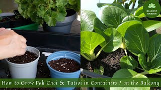 How to Grow Pak Choi and Tatsoi in Containers / on the Balcony | From Seed to Harvest