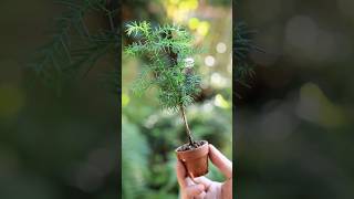 秋、さらに育った ミニ素焼き鉢スギ  #bonsai #盆栽 #garden