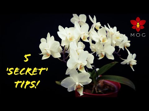 5 Awesome Orchid Tips you won't learn from Books! 🤫 - Orchid Care for Beginners