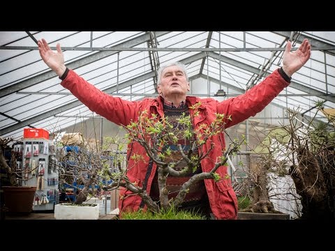 Bonsai demonstration by Walter Pall