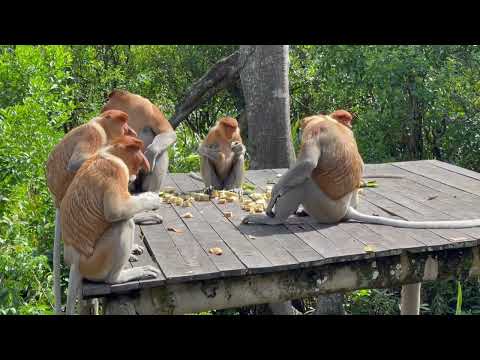 Proboscis monkeys growling at each other