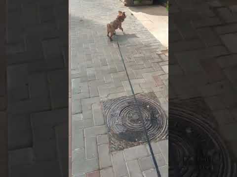 a dog walking in the street part 2#dog #dogs