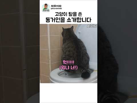 냥이 모래는 뭐하러 쓰나