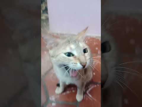 #subscribe #kitten #funny #comedy #petlovers