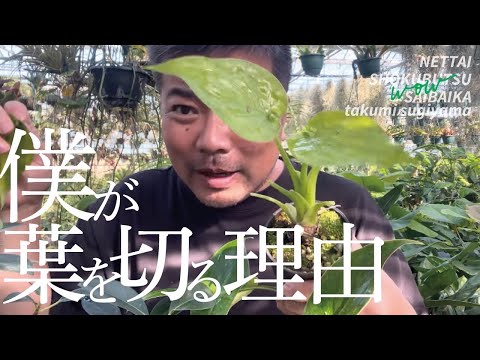 ハレベルズ 植物