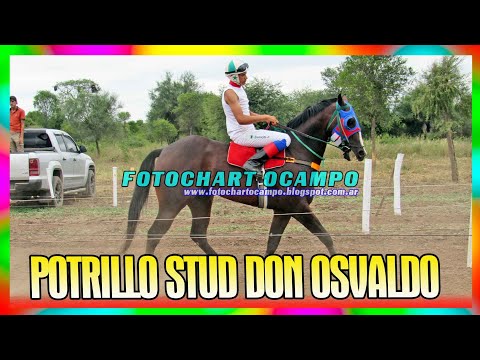 POTRILLO STUD DON OSVALDO - Corzuela - Chaco 17/03/2024