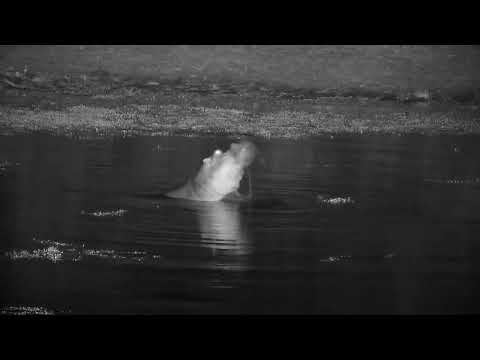 Djuma: Hippos mating - 02:43 - 07/14/2022