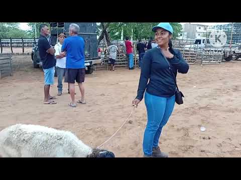 Feira de caprinos e Ovinos de jataúba PE 05/03/2026