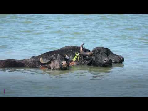 Danube Delta: Rewilding highlights 2024