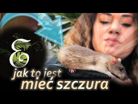 Szczur - co musisz wiedzieć przed zakupem.  Zalety i wady posiadania szczura w domu.