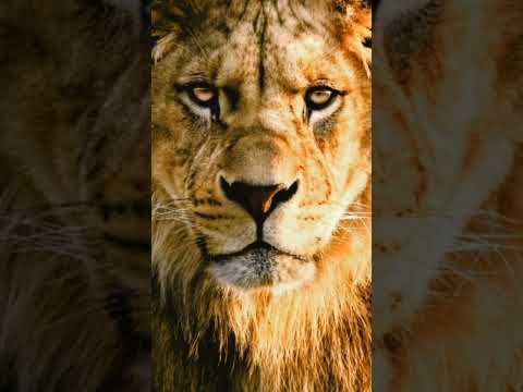 sher ki aqsaam#by HHTM INFO