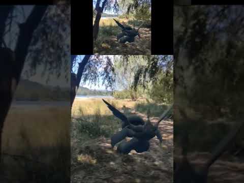 Zekrom y Reshiram en el río Bio Bío y estero Hualqui donde sacan agua todos los días#pokemongo #ruta