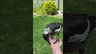 Download lagu Suara Burung Gagak Muda #gagak #suaraburung #australia #burungliar #burunglucu #burung mp3