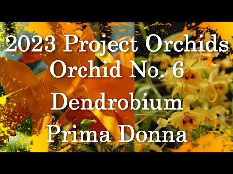 2023 Project Orchids - Dendrobium Prima Donna