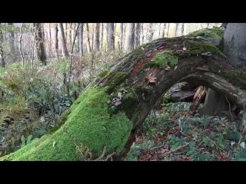 Virgin Forest White Carpathians