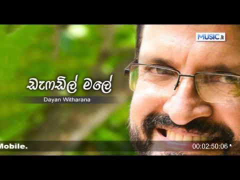 Daffodil Male - Dayan Witharana