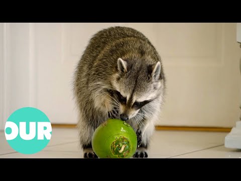 How Humans Are Improving Raccoon Intelligence | Extraordinary Animals | Our World