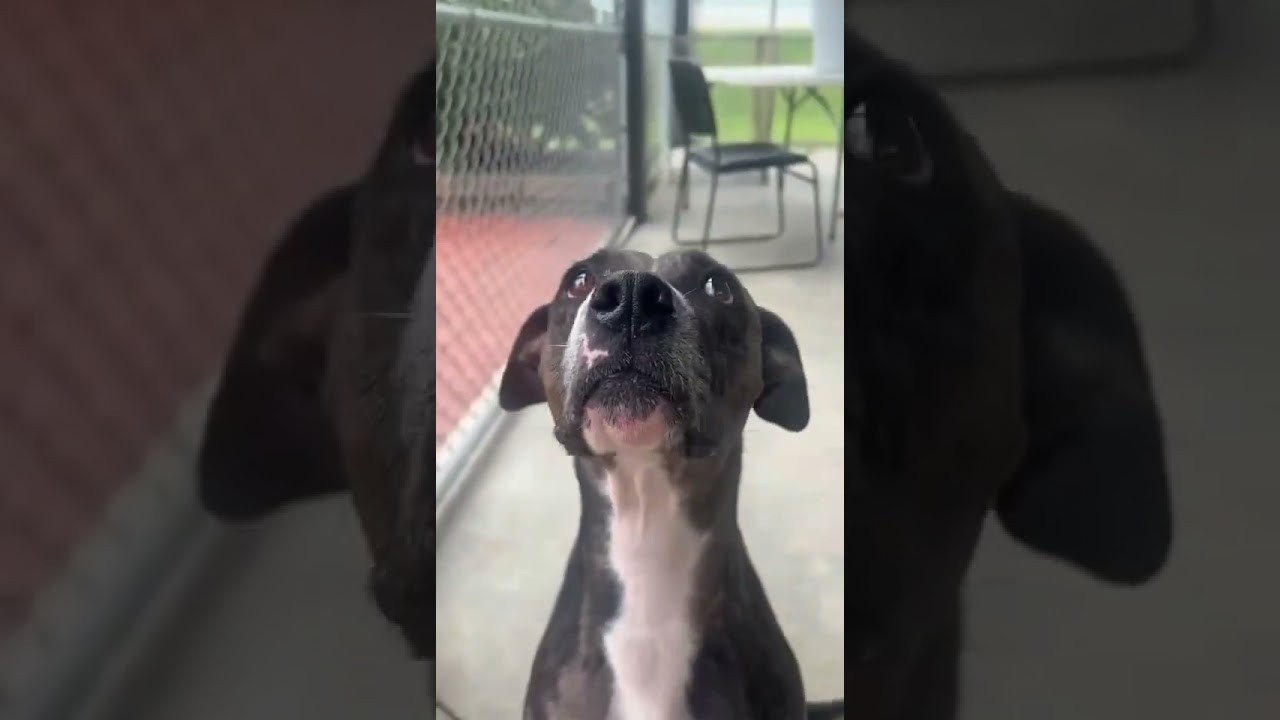 Enlarge Sun, a Adoptable mixed breed in Columbus, NC video 6/6