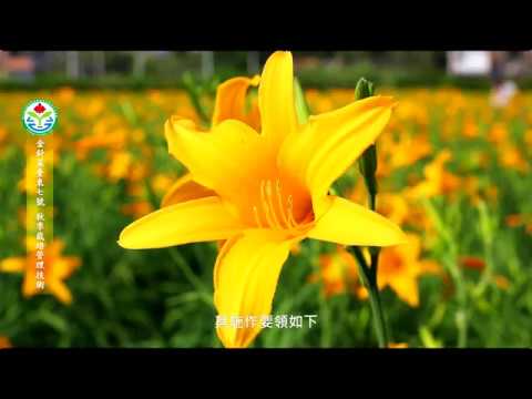 金針菜臺東7號 - 秋季栽培管理技術