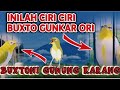 Ciri Ciri Pleci Buxtoni Gunkar Menurut Pleci Mania 8️⃣Tanda Pleci Buxtoni Gunkar GUNUNG KARANG �