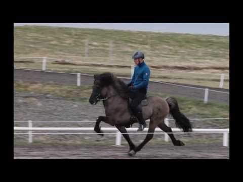 1. prize stallion for sale