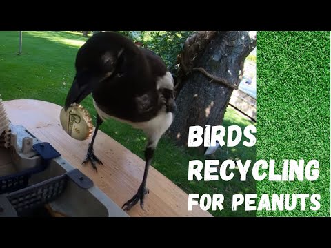 Magpie trade bottle-caps for food