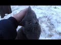 Beautiful Grey Cat Is So Hungry