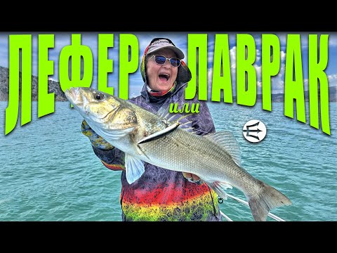 SeaBass or Bluefish?