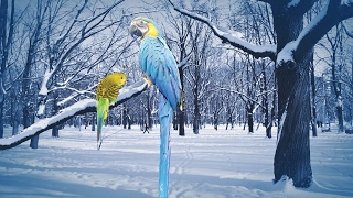 Care for Parrots in Winter