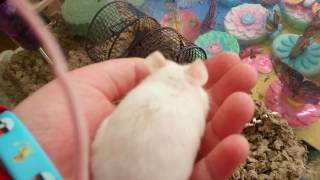 Pet tunes ~ kidz bop Still into you ~ Hershey