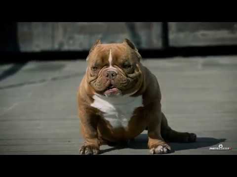 CURRITO - GG BULLYS - Genaro Gomez Gomez