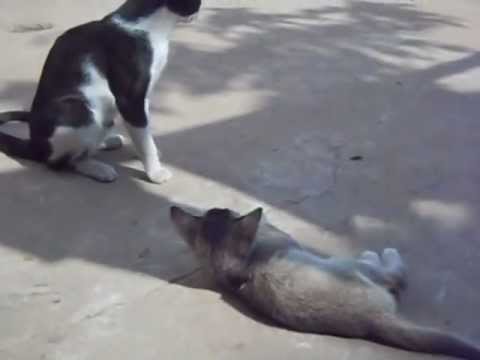 cat fight