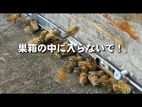 お腹を空かせたミツバチのための早咲きの低木10本 ガーデンデザイン
