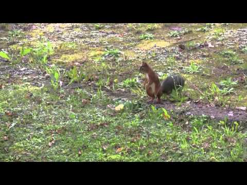 Eichhörnchengewusel A