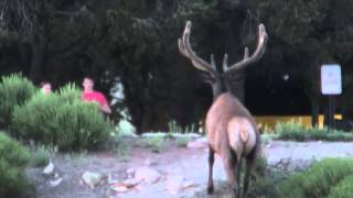 preview picture of video 'Elk in Grand Canyon Village'