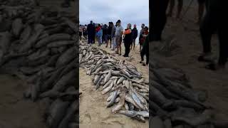 Pesca da tainha - Praia dos Ingleses - Florianpolis