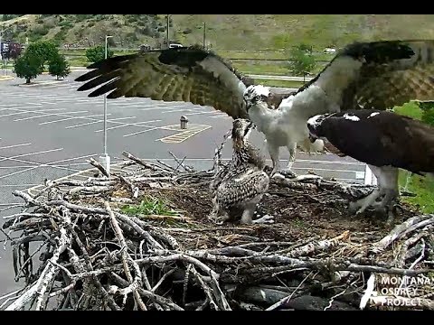 Louis arrives with a fish. Hellgate Ospreys. 10.26 / 30 June 2018