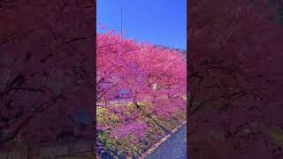 Download lagu Views bunga sakura saat musim Semi DI kawazujepang#short#sakura#jepang mp3 Download lagu Views bunga sakura saat musim Semi DI kawazujepang#short#sakura#jepang mp3